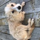 Backyard Atti (784074)