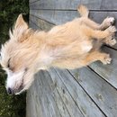 Backyard Atti (784372)