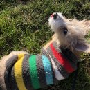 Clay Pigeons and Dave's House (784315)