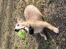 Atti Playing with a Tennis Ball (784235)
