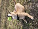 Atti Playing with a Tennis Ball (784067)