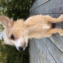 Backyard Atti (784056)