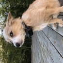 Backyard Atti (784555)