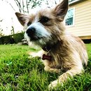 Atti Hunting Ducks at Mueller (784588)