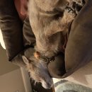 Christmas in Houston (784634)