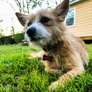 Atti Hunting Ducks at Mueller (784595)