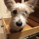 Atti in a Drawer (784644)