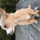 Backyard Atti (784692)