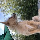 Backyard Atti (784590)