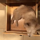 Atti in a Drawer (784525)