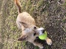 Atti Playing with a Tennis Ball (784459)