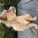 Backyard Atti (784418)