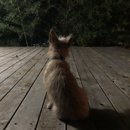 Backyard Atti (784964)