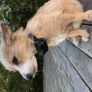 Backyard Atti (785007)