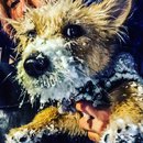 More Grand Rapids Snow