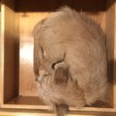 Atti in a Drawer (784998)