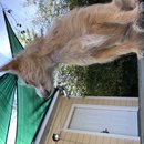 Backyard Atti (784850)