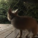 Backyard Atti (785017)