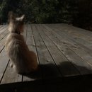 Backyard Atti (785332)