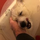 Atticus Finch! (785230)