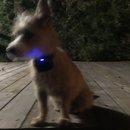 Backyard Atti (785292)