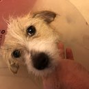 Atticus Finch! (785112)