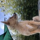 Backyard Atti (785349)