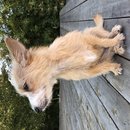 Backyard Atti (785211)