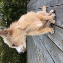 Backyard Atti (785137)