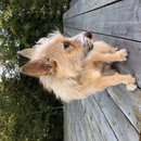 Backyard Atti (785129)