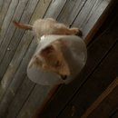 Atticus Finch! (785077)