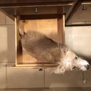 Atti in a Drawer (785373)