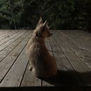 Backyard Atti (785547)