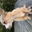 Backyard Atti (785673)