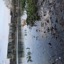 Atti Hunting Ducks at Mueller (785422)