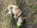 Atti Playing with a Tennis Ball (785665)