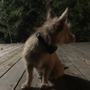 Backyard Atti (785683)