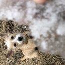 Random Atti Pics (785649)