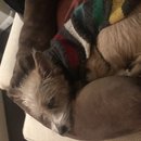 Christmas in Houston (785530)