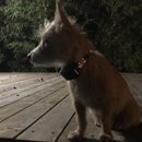 Backyard Atti (785717)