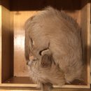 Atti in a Drawer (785588)