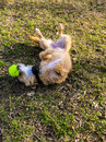 Atti Playing with a Tennis Ball (786013)