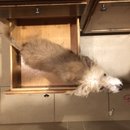 Atti in a Drawer (786000)