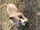 Atti Playing with a Tennis Ball (785791)