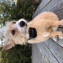 Backyard Atti (785911)