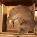 Atti in a Drawer (786039)