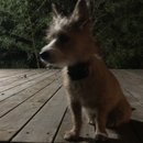 Backyard Atti (785984)