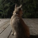 Backyard Atti (786032)