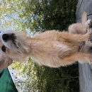 Backyard Atti (785985)