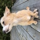 Backyard Atti (785796)